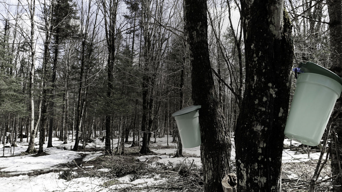 The Maple Guys Maple Sugaring Equipment & Supplies